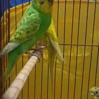 مرغ عشق سر جوجه