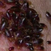 سم پاشی سوسک ساس کنه موش سمپاشی حشرات ضمانتی ۱جلسه
