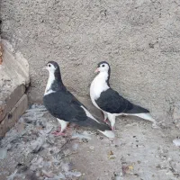 1 جفت کبوتر برا فروش