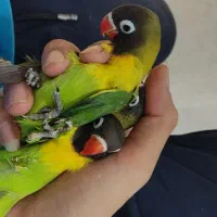 بار جدید کوتوله برزیلی (پرنده سرای مقدم)