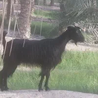 بز باکهره نر