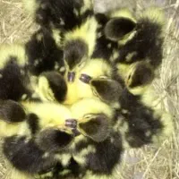 فروش جوجه اردک روسی
