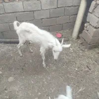 بر سانن