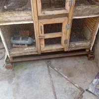 قفس مرغ یا کبوتر
