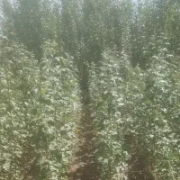 فروش نهال صنوبر تبریزی کبوده
