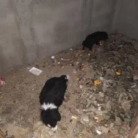سگ پاکوتاه