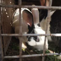 خرگوش|موش و خرگوش|گلستان (کرمان), |دیوار