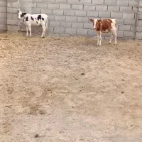 چهار عدد گوساله دورگ هلشتاین ماده
