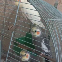 عروس هلندی
