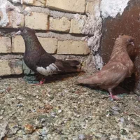 نر و ماده سرک تافته ای دوکاکل