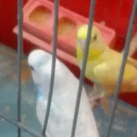 پرنده مرغ