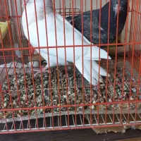 کبوتر پرشی