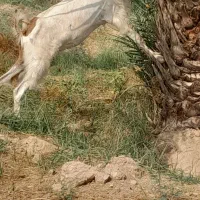 بز ماده
