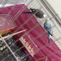 مرغ عشق جفت نر و ماده