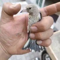 سره دورگ یک وجبی ونوک بادمجانی
