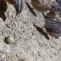بلدرچین زنده گوشتی تخمگذار