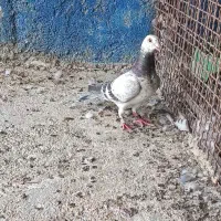 گوره پلاکی