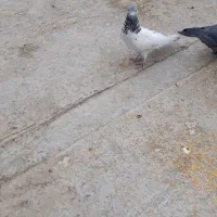 کبوتر زاغ وکله دم سبز پرشی سالم