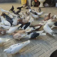 کبوتر همه رنگ پرشی