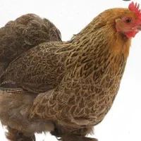 مرغ منجمد