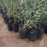 انواع نهال زیتون کنسروالیا