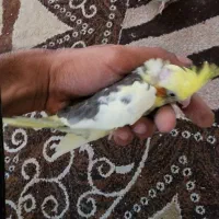 ۴ عدد عروس هلندی اماده سرلاک