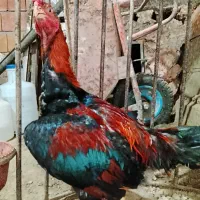 خروس لاری