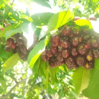 گیلاس خوشه ای و تک دان ، آلبالو گیلاس مزه ای نو
