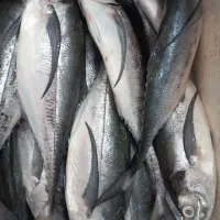 بارتازهماهی جنوب ساعت ۱۷ توزیع