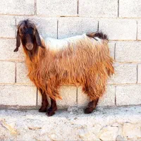 کهره چاق و بره نر و ماده
