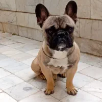 سگ فرنچ بولداگ