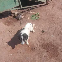 سگ پاکوتاه