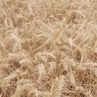 گندم آنا بورنا (آنا پورنا)