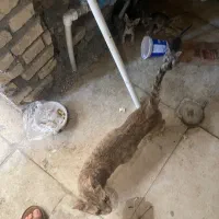 گربه ۴بچه
