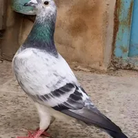 کبوتر مسافتی معاوضه