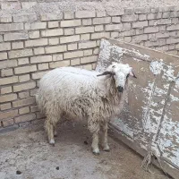 بره نر