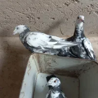 انواع کبوتر سینه جنگلی، شامی، سار