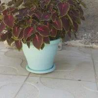 گل حسن یوسف