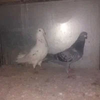 کبوتر مسافتی