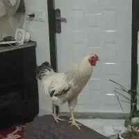خروس نژاددار