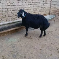 قوچ قره چال مو فر
