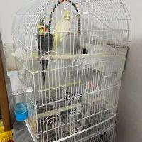 عروس هلندی جفت