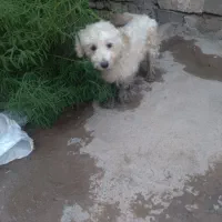 سگفروشی