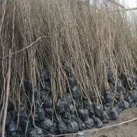 نهال صنوبر نیگرا ترکیه