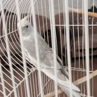 عروس هلندی مولد