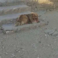 پامر خرسی اصل