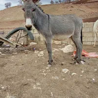 الاغ|حیوانات مزرعه|چرداول, |دیوار