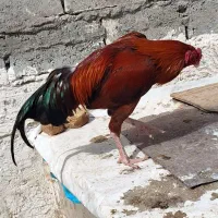 جوجه لاری اصل