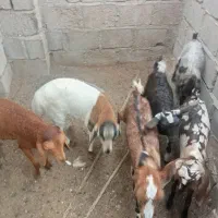 نری کوچک وماده
