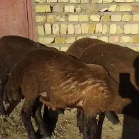 بر نر چاق کشتاری